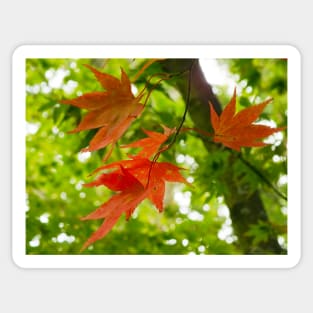 Colourful Leaves Sticker